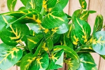 அழகுக்கு அழகு சேர்க்கும் போதோஸ் செடிகள்!